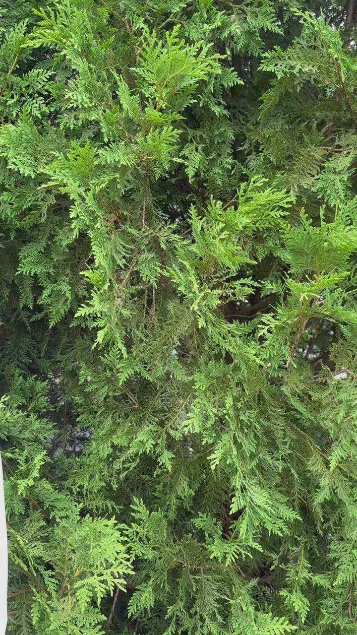 Blanche Untucked Blouse - White w White Ribbon (BL02)